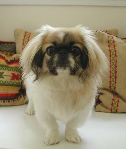  Szusza pekingese 