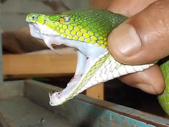 File:Trimeresurus erythrurus- Red-tailed bamboo pit viper (fangs).jpg