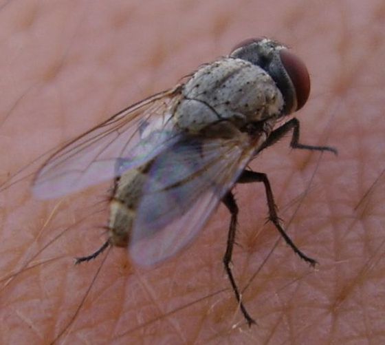 File:Unidentified Muscidae Baikonur 05.jpg