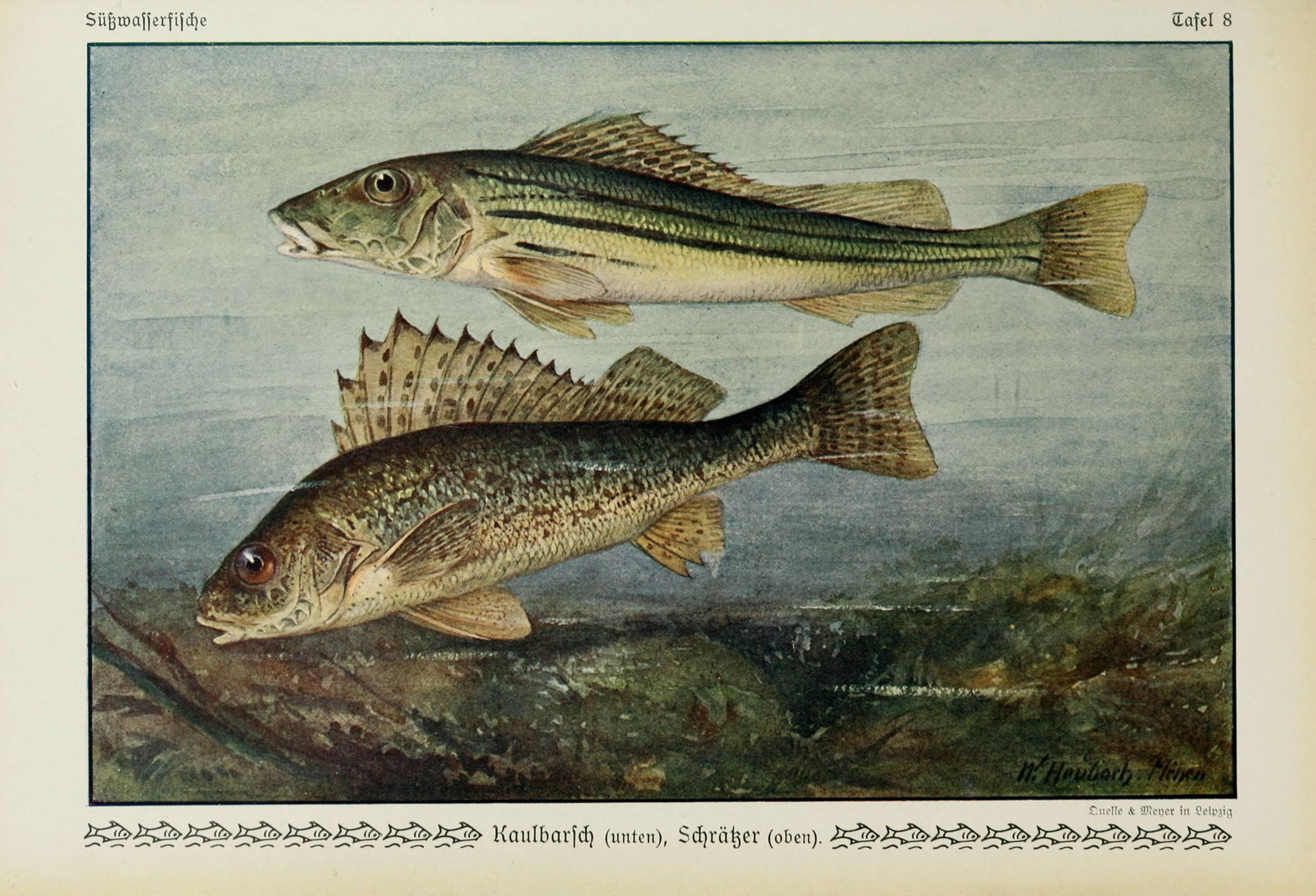 Окуневая рыба 4 буквы. Ерш обыкновенный — Gymnocephalus cernuus (Linnaeus, 1758). Окуневая порода. Виды рыб семейства окуневых. Ленок семейства окуневых.