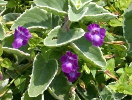 File:Variegated Cuban Oregano 'Variegatus' (Plectranthus amboinicus) 2.jpg