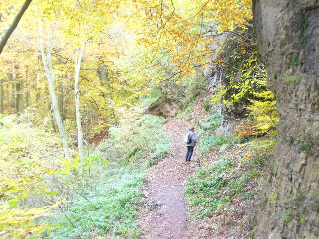 File:Waldweg bei der Buchenhoehle - geo.hlipp.de - 6530.jpg