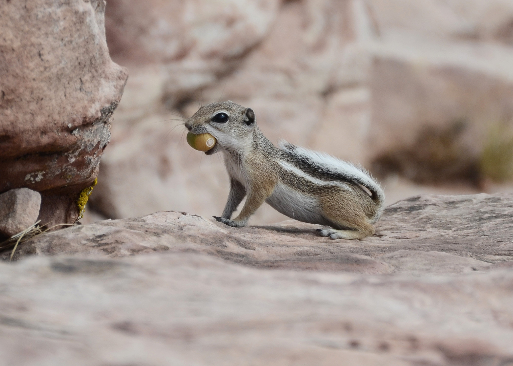 File:White-tailed Antelope Squirrel DSC4931aavv.jpg - Wikimedia Commons