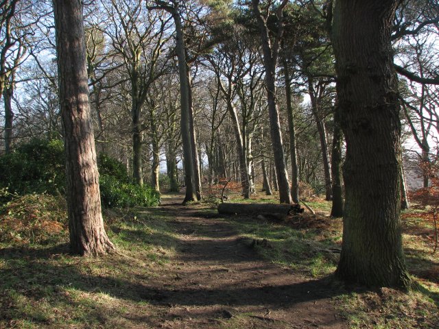 File:Wood, Galachlaw - geograph.org.uk - 699372.jpg