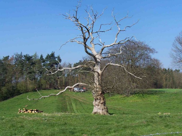 File:Woodland Near Worfield - geograph.org.uk - 392164.jpg