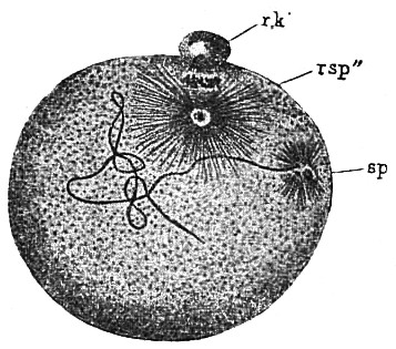 File:НЭС. Оплодотворение 3.jpg