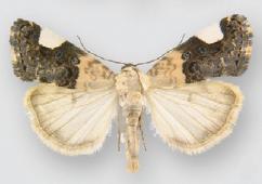 <i>Tarache areloides</i> Species of moth