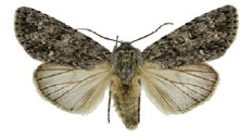 <i>Acronicta impleta</i> Species of moth