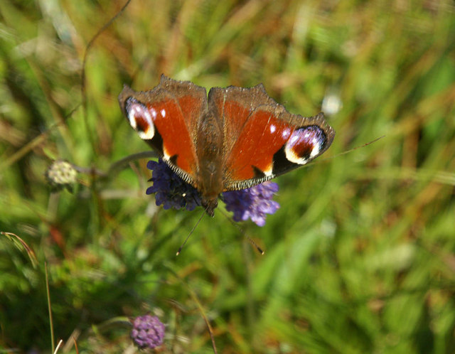 File:Aglais io - geograph.org.uk - 919325.jpg