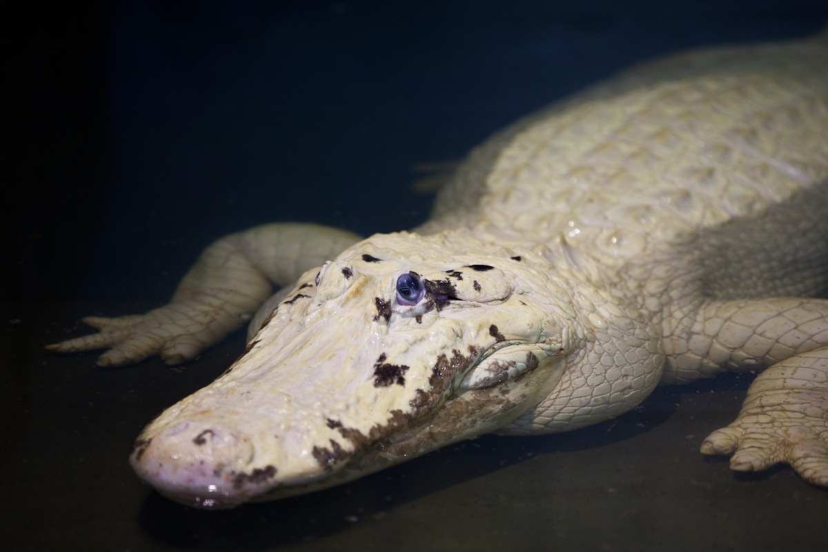 Albino croc, very rare due to the fact that their skin is