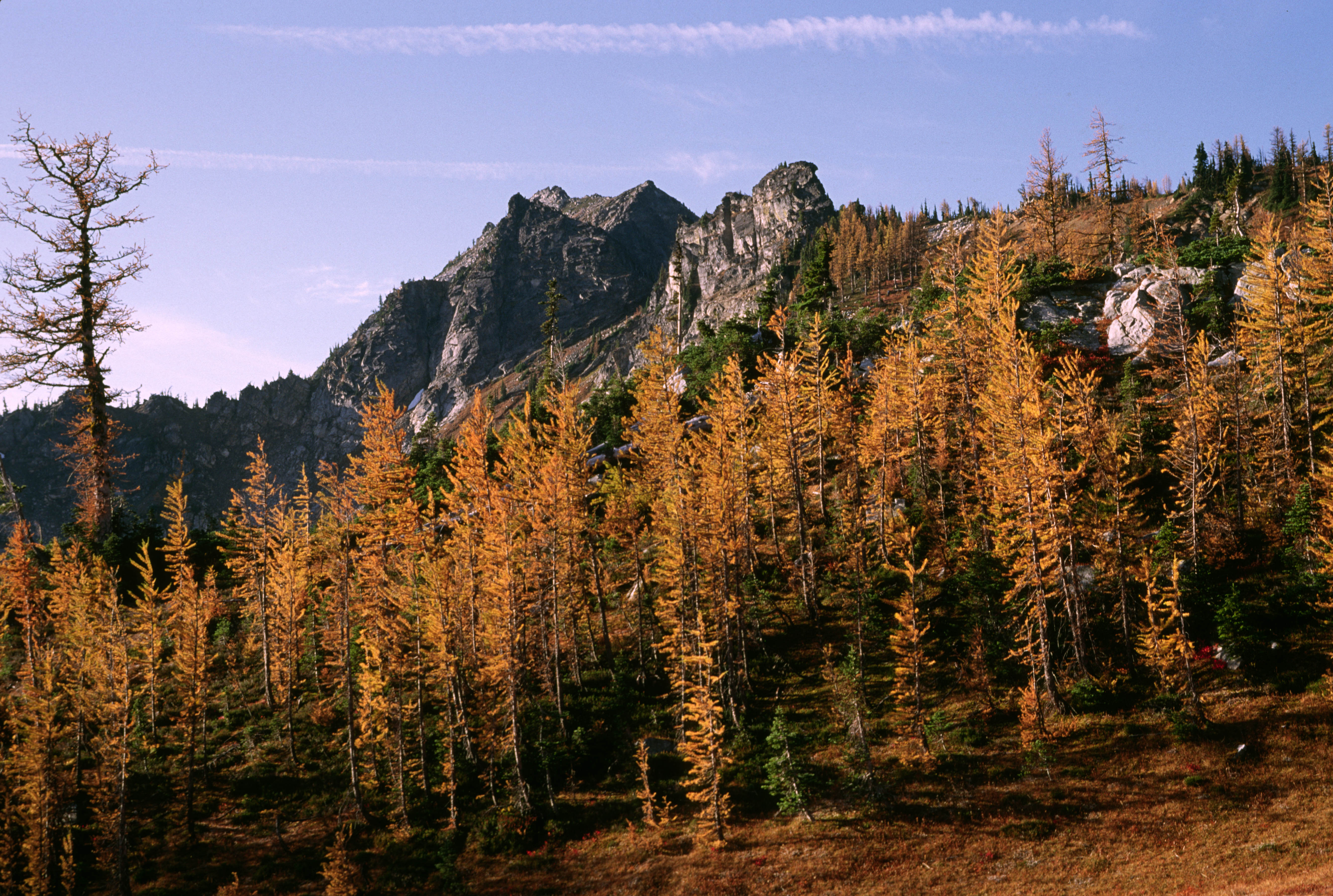 Лес 10. Okanogan Wenatchee National Forest in Winter. Оканоган Лесной массив фото.