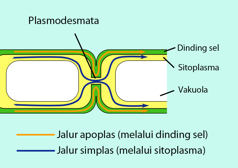 File:Apoplast and symplast pathways (id).jpg