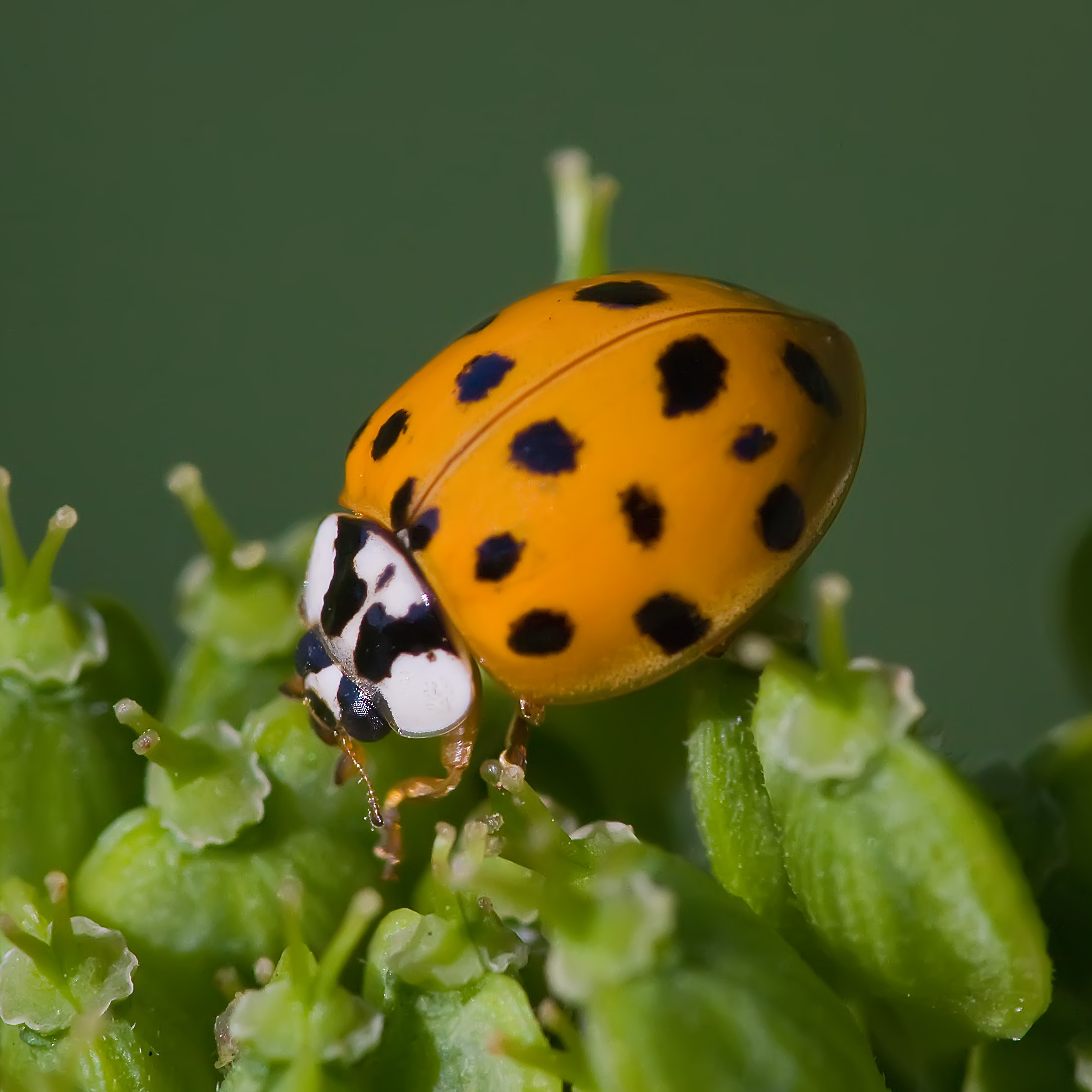 Coccinelle : taille, description, biotope, habitat, reproduction