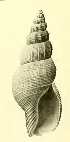 <i>Asperdaphne versivestita</i> Species of gastropod