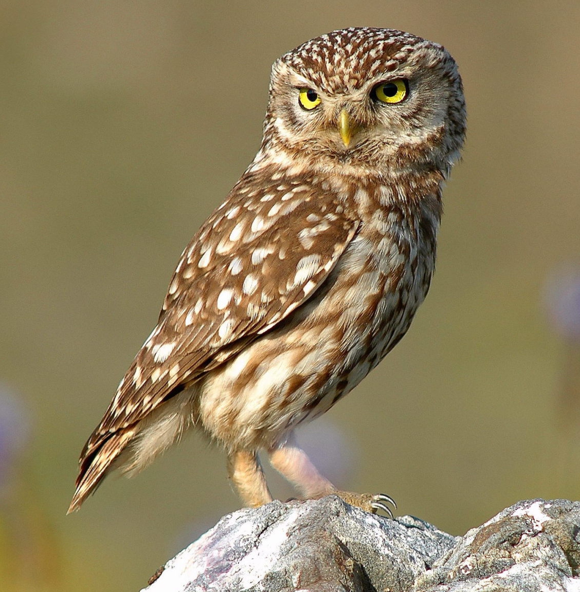 Owls (Strigiformes)