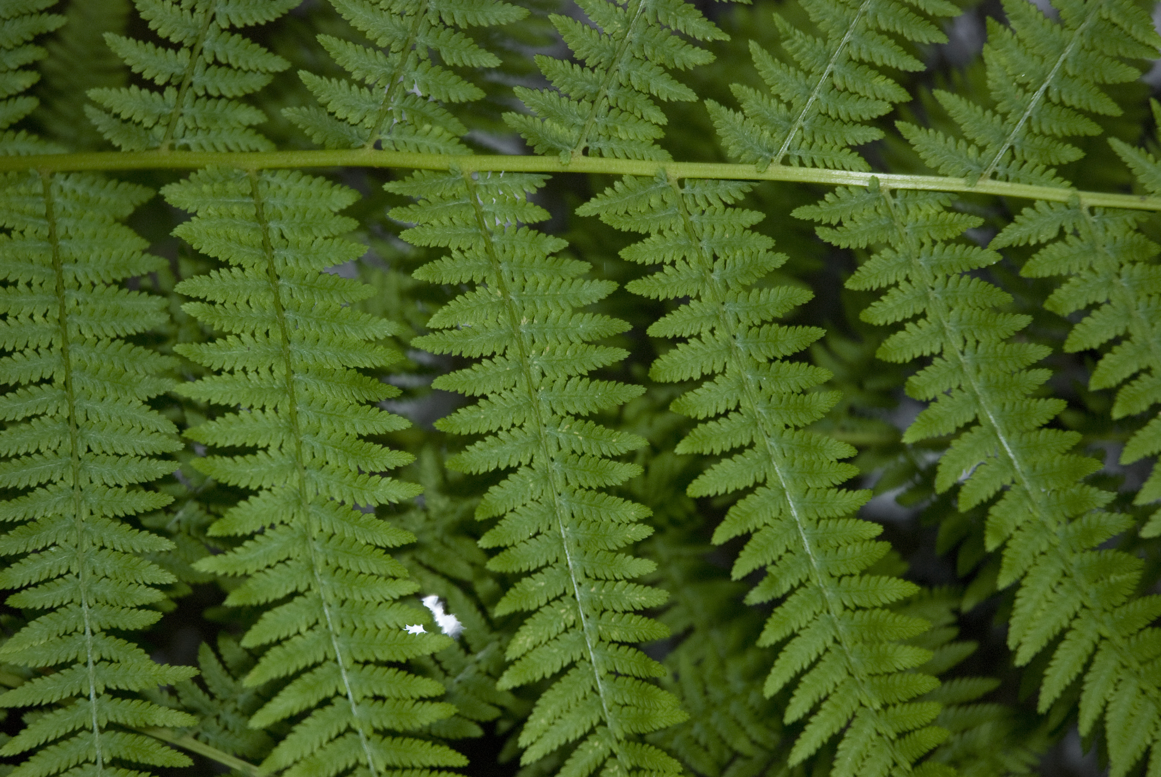 File:Athyrium filix-femina saint-michel 02 27052007 2.jpg ...