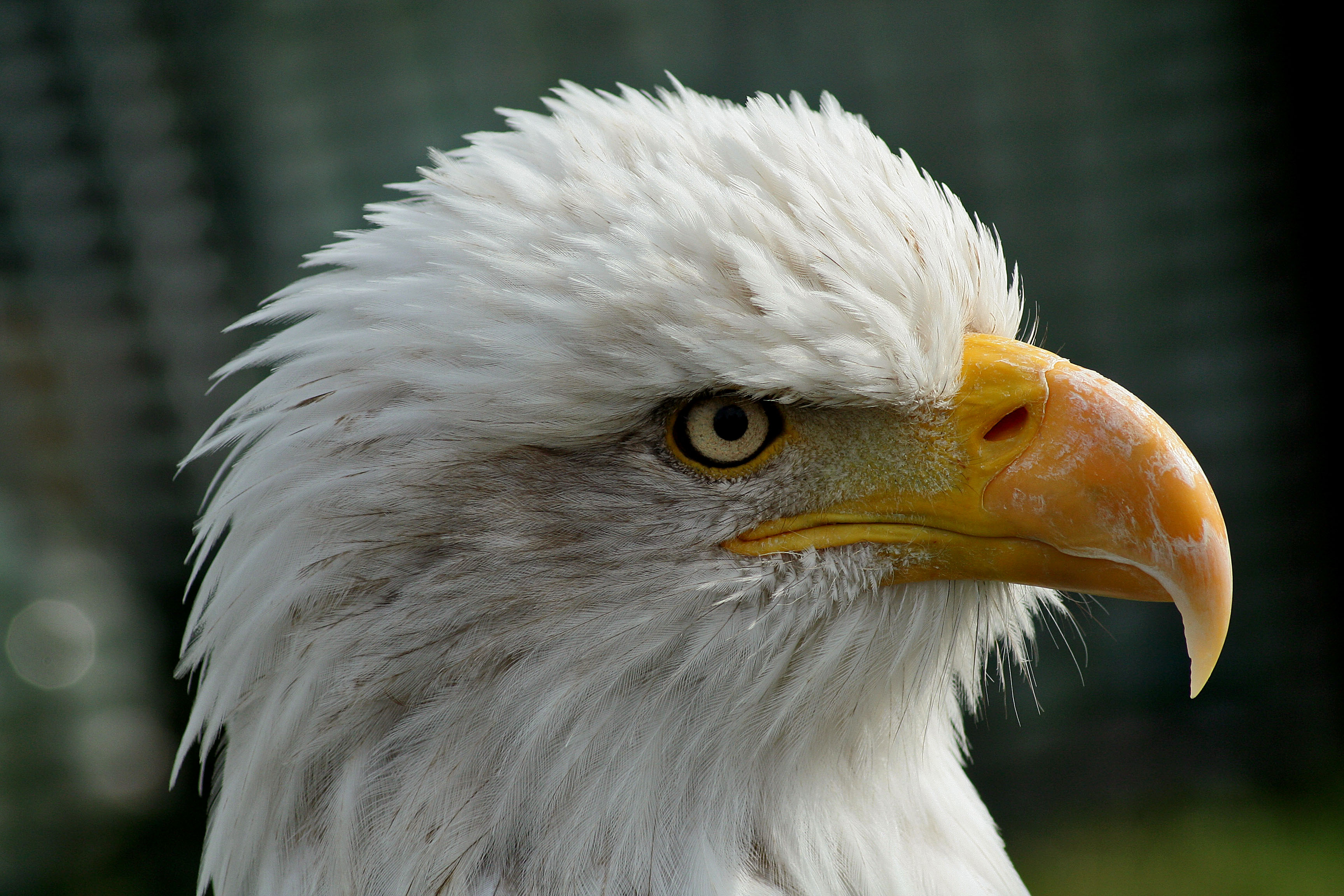 Голова птицы. Eagle 474. Eagle head. Eagle xdp6. Bald Eagle head.