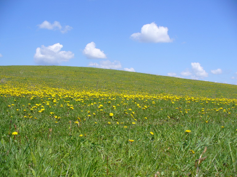 File:Beu-Szekelybo - a beautiful field - panoramio.jpg - Wikimedia