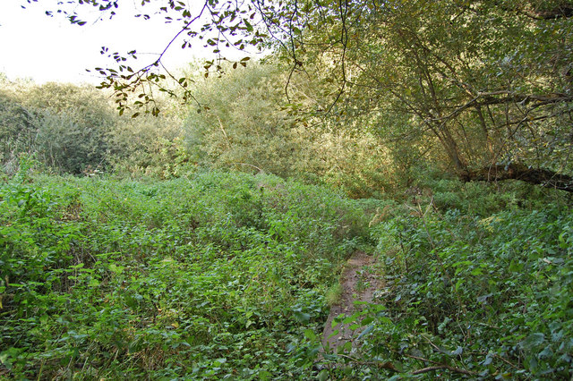 File:Boardwalk, Damerham, Hampshire - geograph.org.uk - 985202.jpg