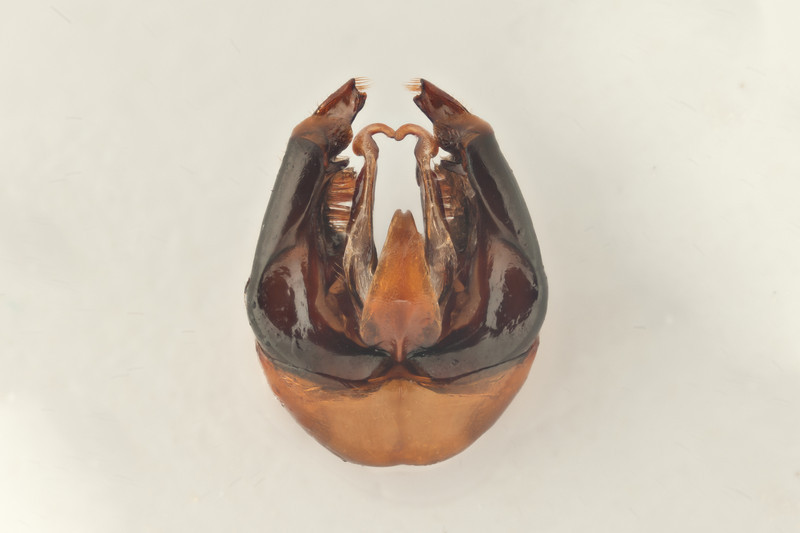 File:Bombus wurflenii genitalia.jpg