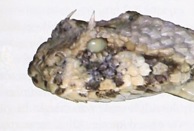 File:Bonn zoological bulletin - Bitis caudalis.jpg