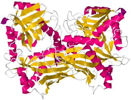 Branched Chain Amino Acid Aminotransferase Wikipedia