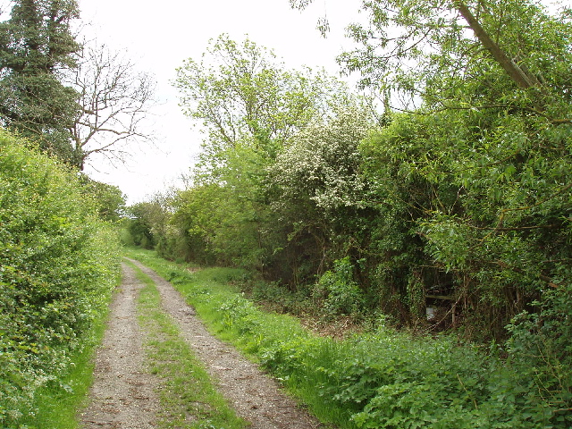 File:Bridleway with hedges - geograph.org.uk - 438721.jpg