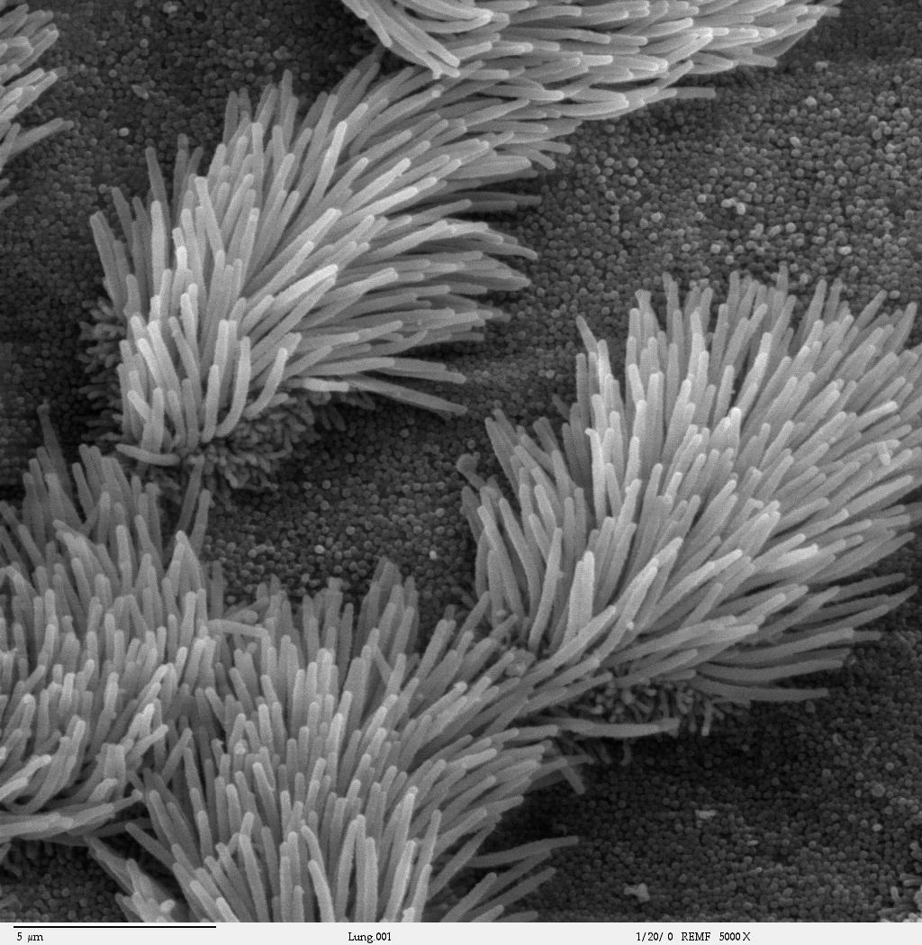 Tiny hair-like cilia on the outside of a cell