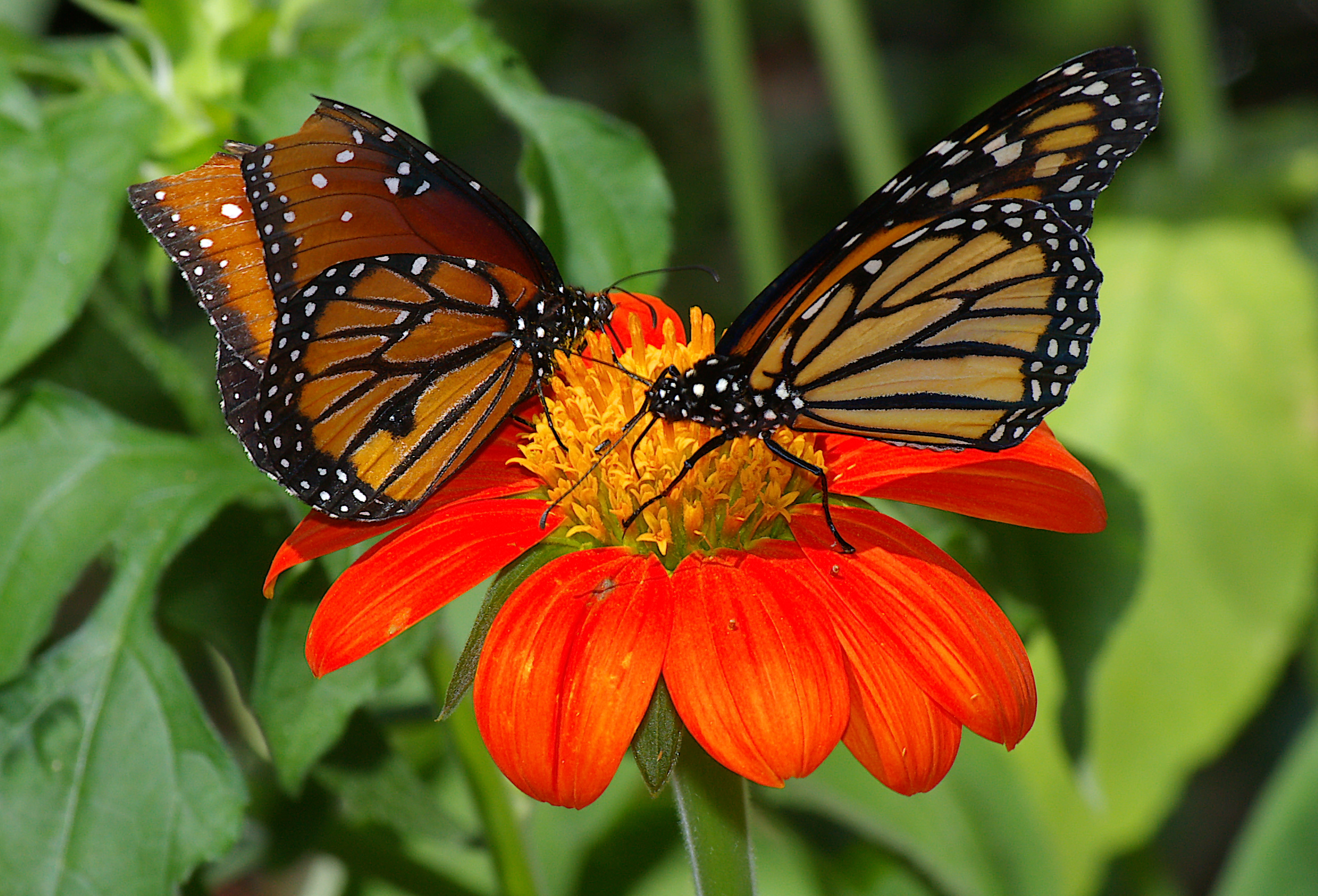 20 Beautiful Pictures Of Butterflies