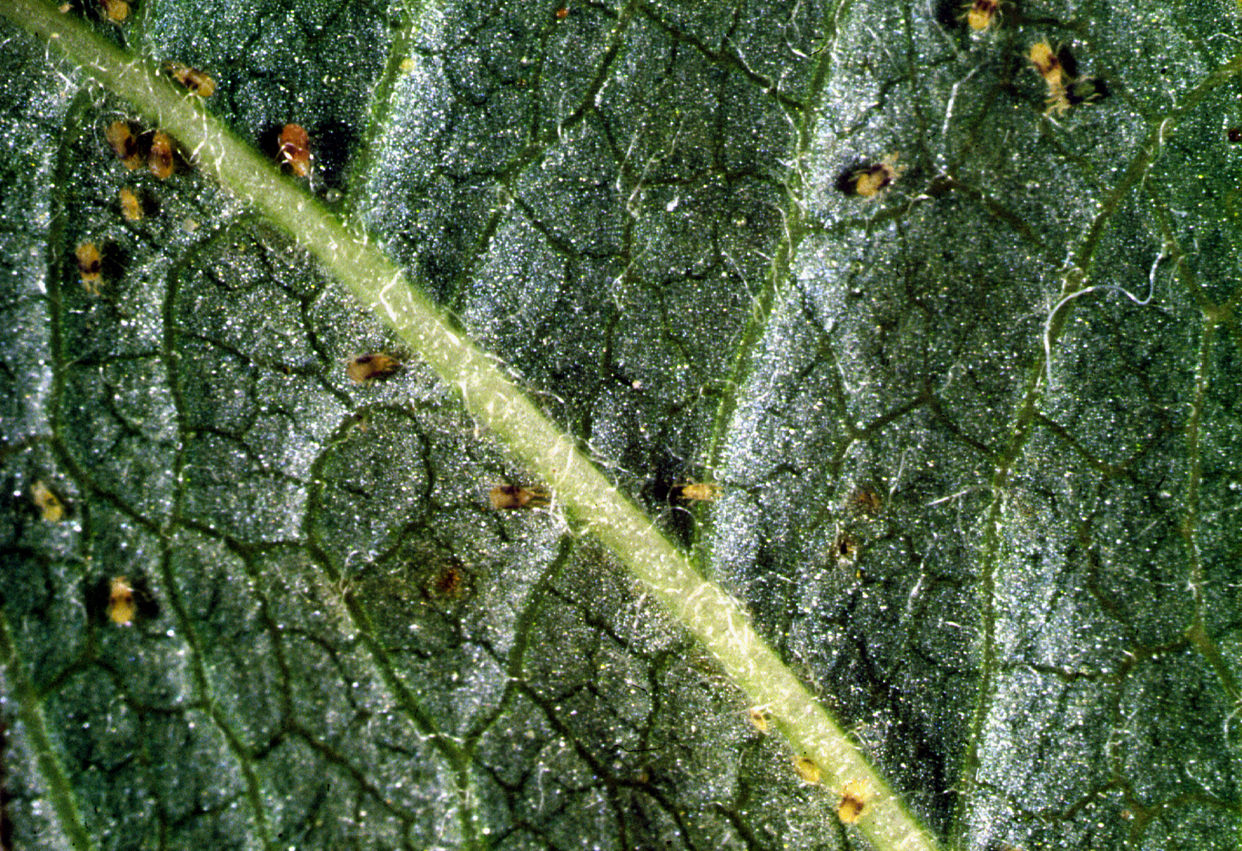 Tetranychus urticae на листьях