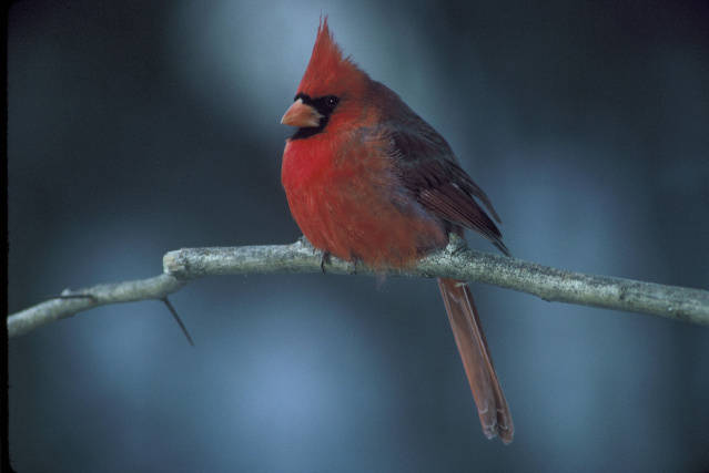 File:Cardinal by Brezinski, David.jpg