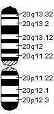 genska mapa hromozoma 20