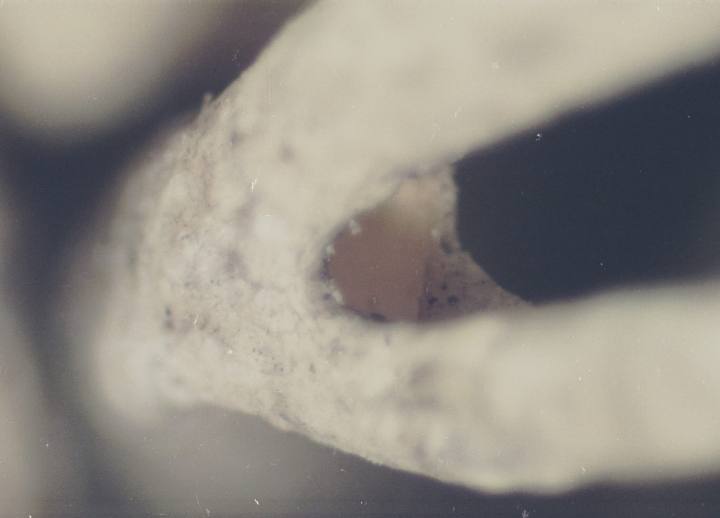 File:Cladonia arbuscula-3.jpg