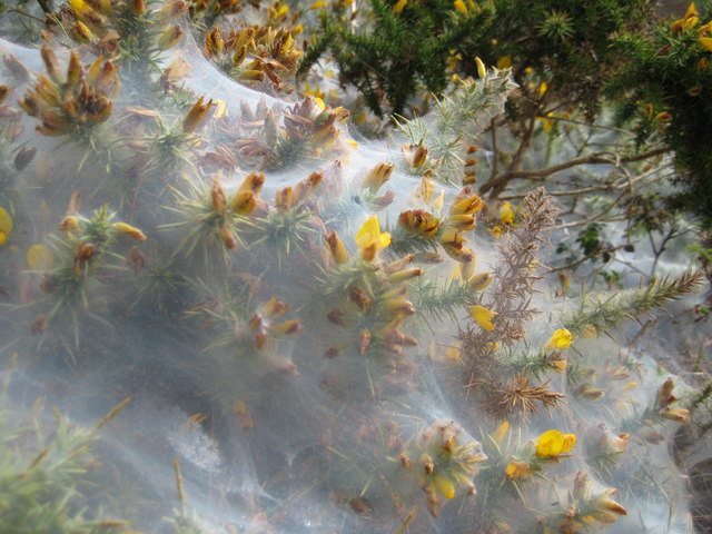 File:Cobweb on gorse - geograph.org.uk - 1556722.jpg