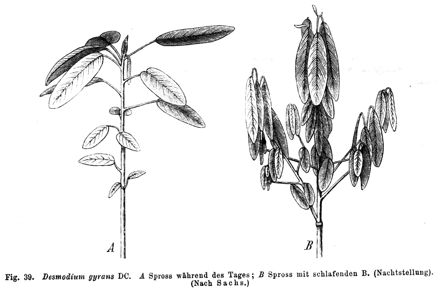 Desmodium gyrans (Codariocalyx motorius) - Plante qui danse 