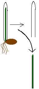 Schematic image of wheat coleoptile (above) and flag leaf (below) Coleoptile.png