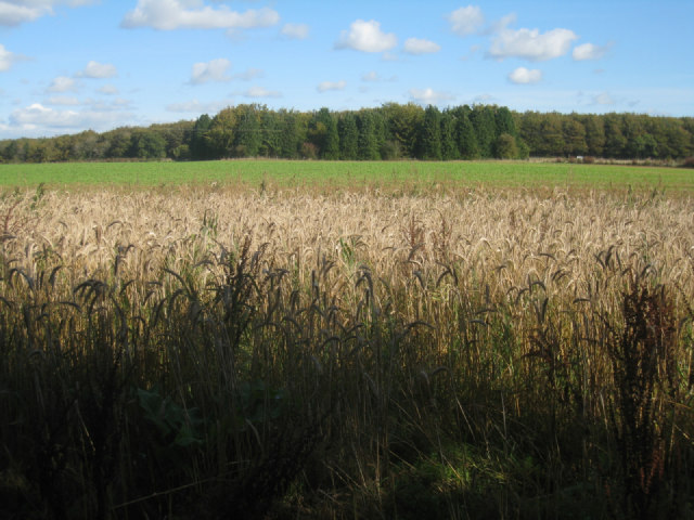 File:Cover for pheasant - geograph.org.uk - 2660456.jpg