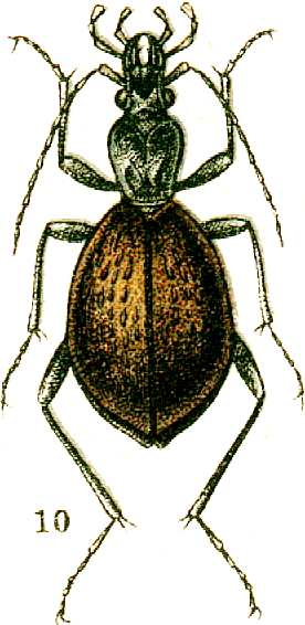 File:Cychrus aeneus.png