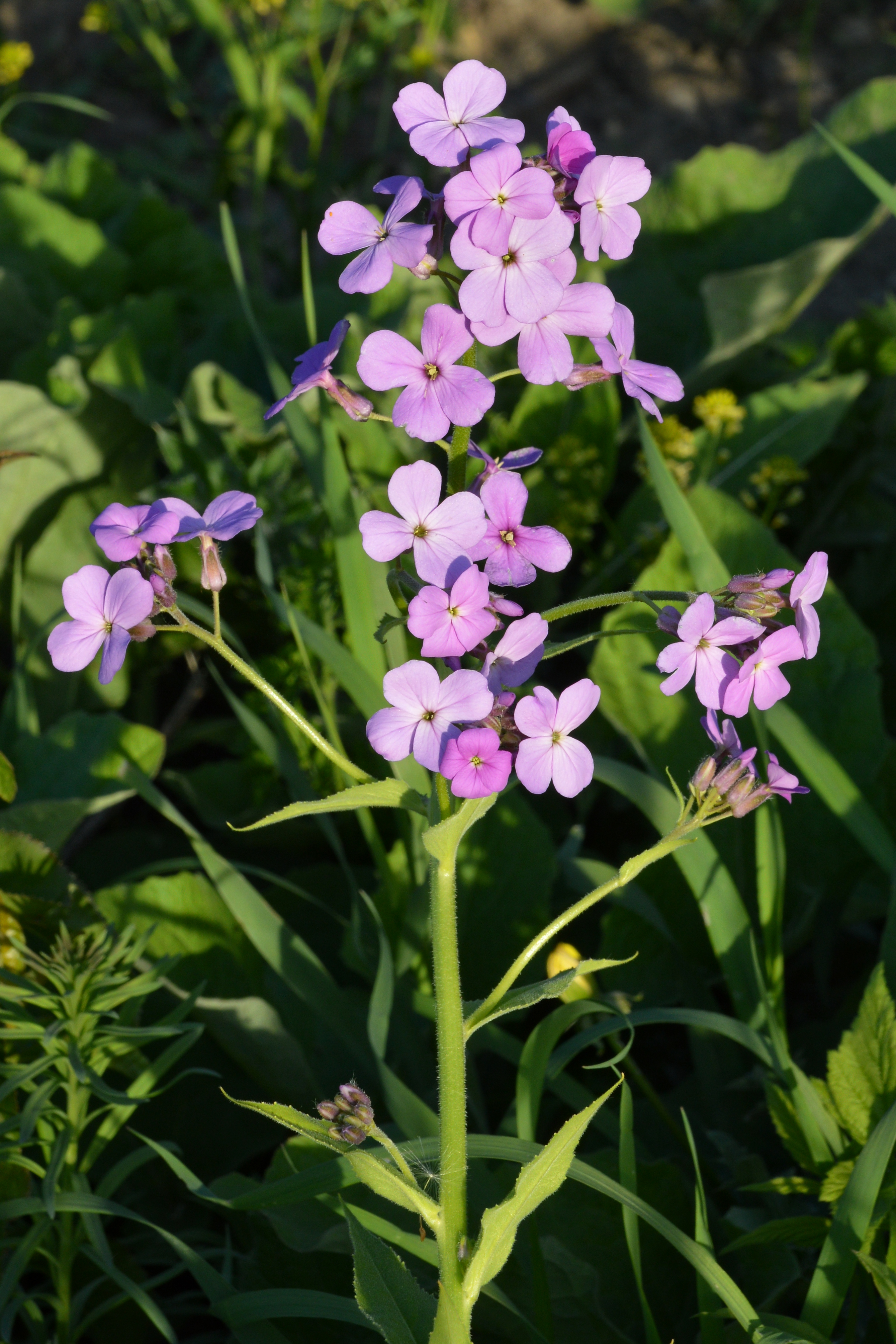 Hesperis matronalis