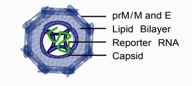 File:Dengue RVPs.png