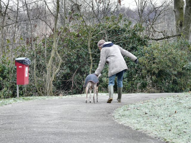 Dog Walking in Debdale Park - geograph.org.uk - 1159175