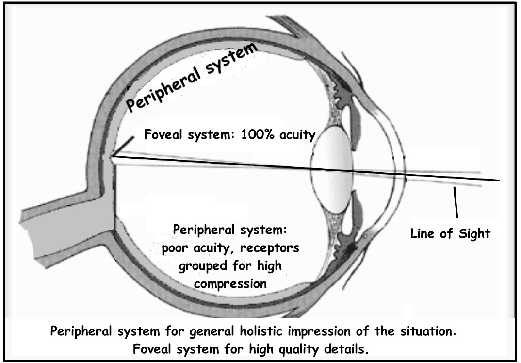 Eye anatomy - how vision works