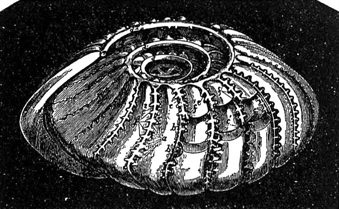 File:EB1911 Foraminifera - Internal cast of Polystomella craticulata.jpg