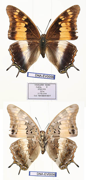 <i>Charaxes kirki</i> Species of butterfly