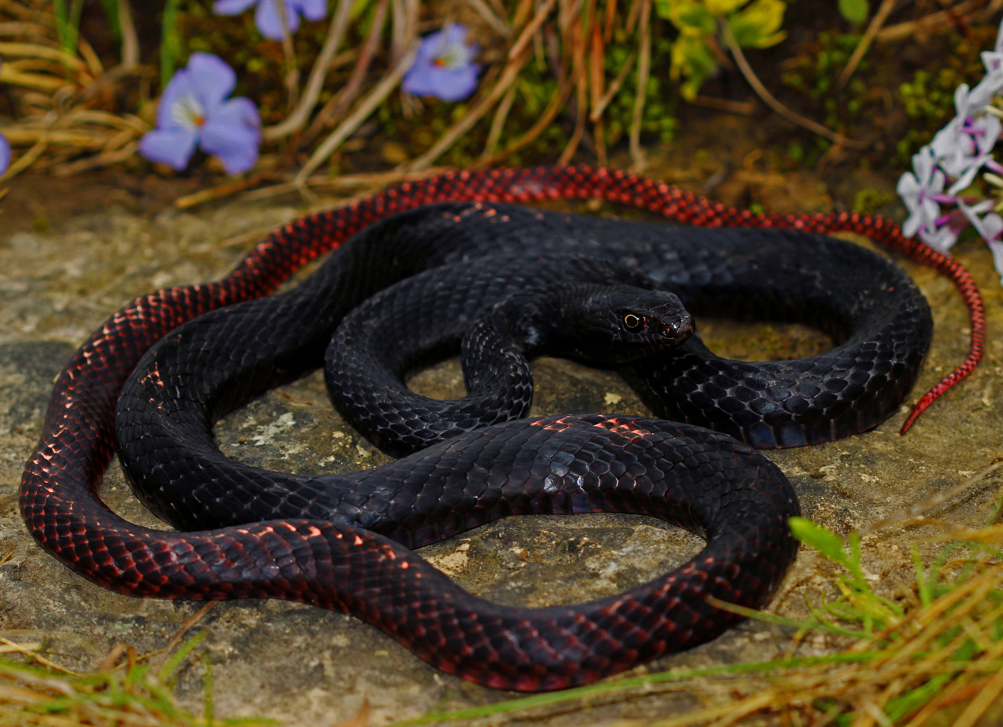 Ползают ли змеи. Masticophis flagellum. Eastern Coachwhip. Masticophis flagellum flagellum. Змея ползет.