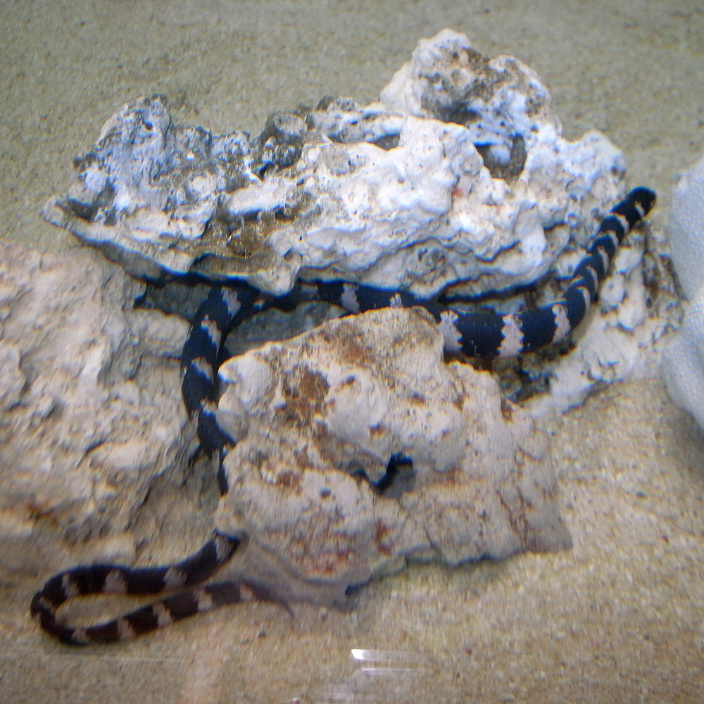イイジマウミヘビ Wikipedia