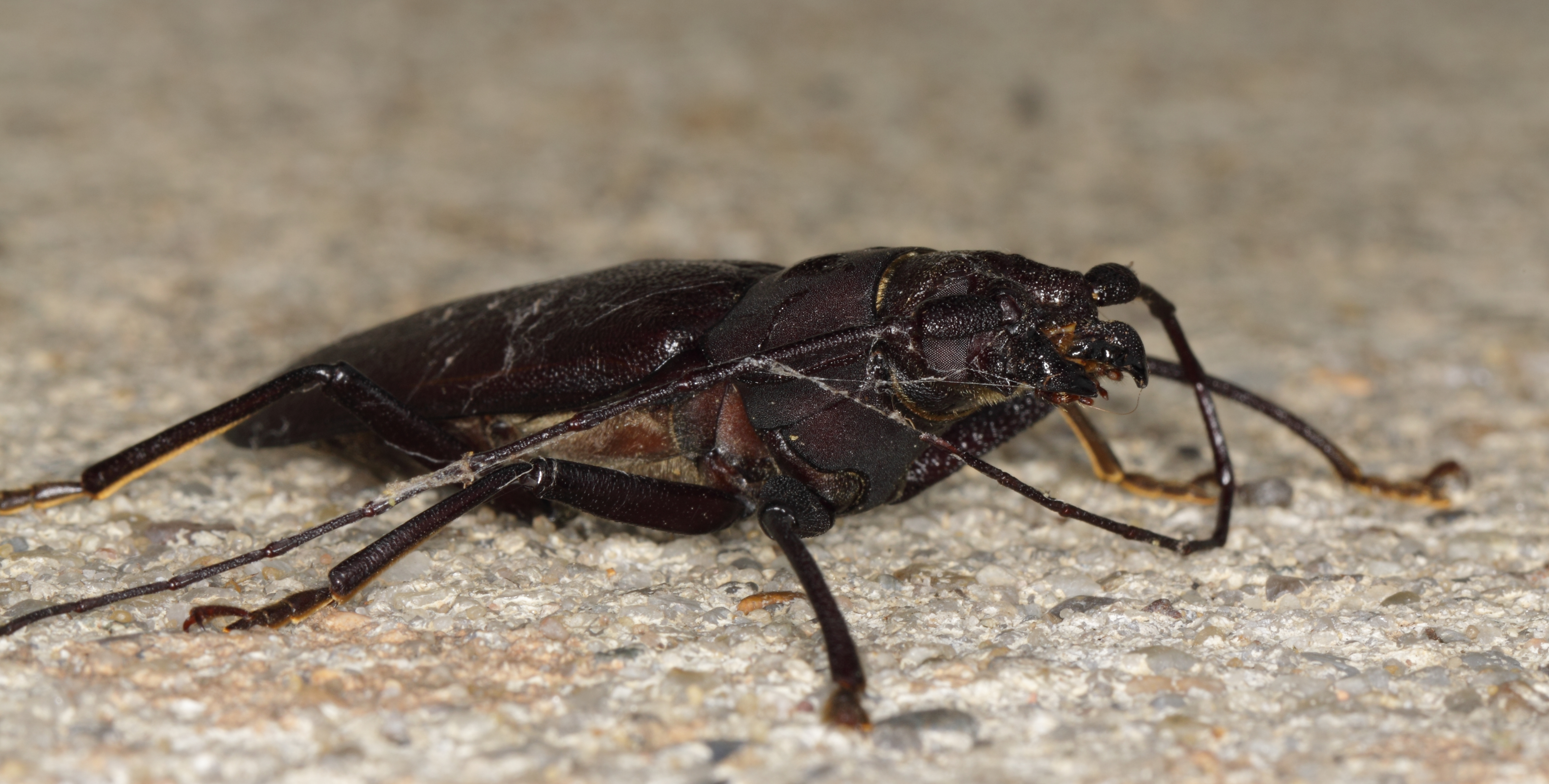 Cerambycidae — Wikipédia