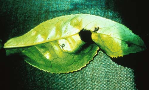 File:Exobasidium vexans on Camellia sinens.jpg