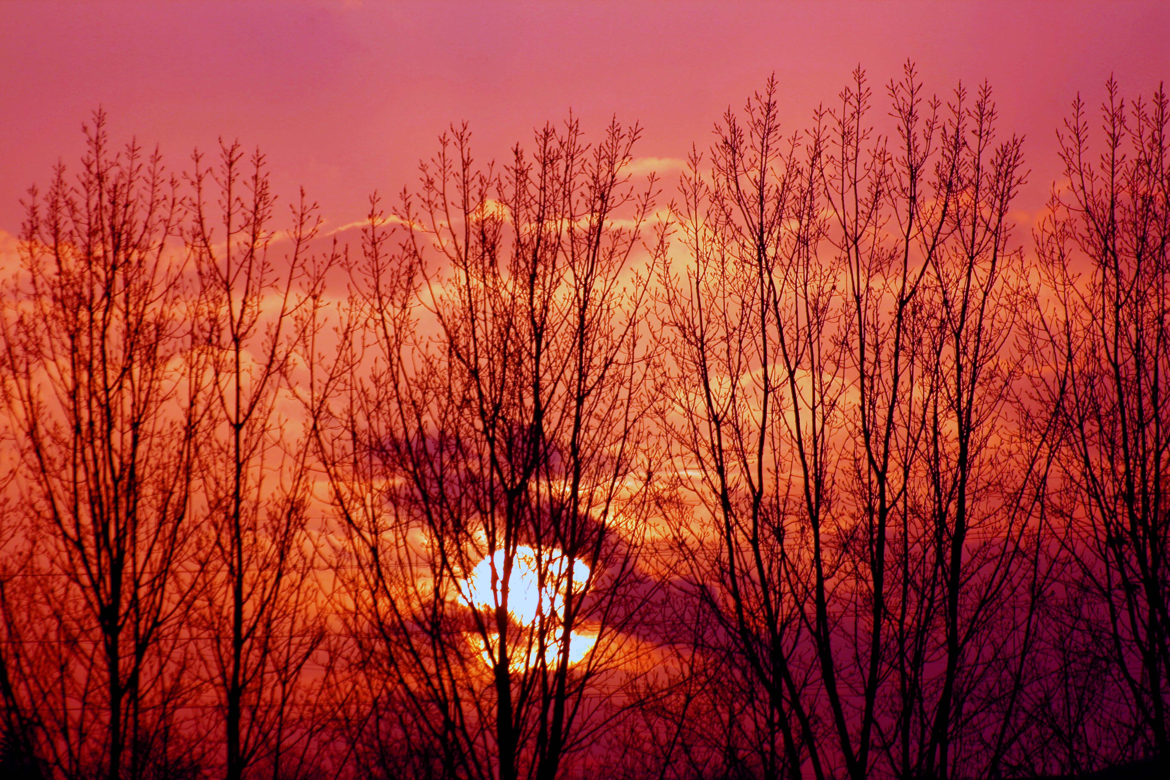 Through the trees