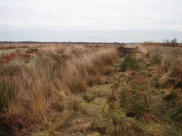 File:Footpath Through the Humberhead Peatlands - geograph.org.uk - 645204.jpg